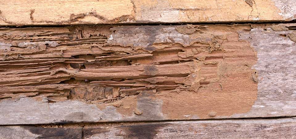 3 Signs Of Termite Damage Protect Your Home With Gilstrap